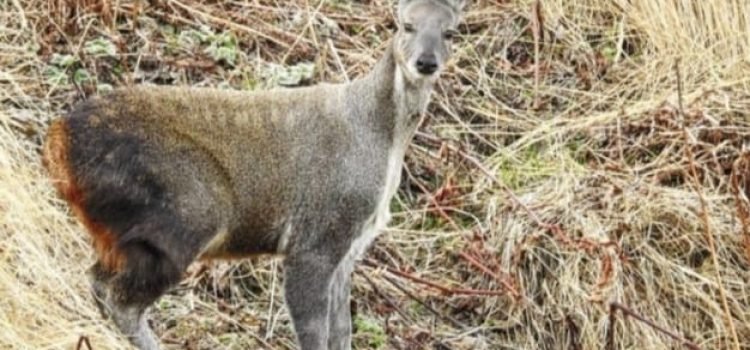 Good News: Himalayan musk deer seen in Uttarakhand (Video)