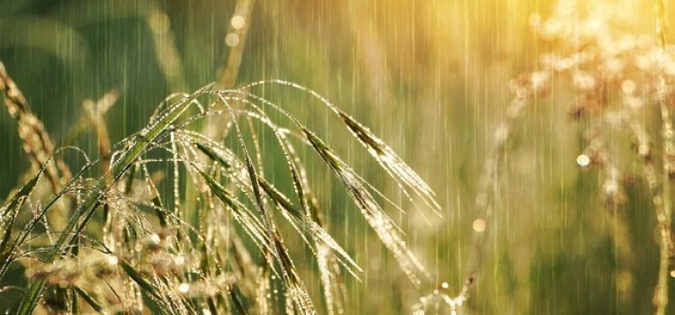 Bihar Weather Alert Heavy Rain and Thunderstorms Expected in 5 Districts Till April 21 Yellow Alert Issued
