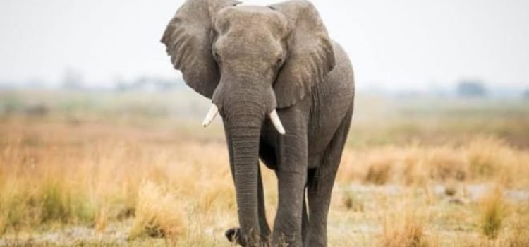 Uttarakhand: Train Collision Kills Tusker, Loco Pilot to Face Action Amid Wildlife Safety Concerns